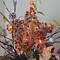 13.5" Brown Rattan With Red Berries Star Christmas Tree Topper, Clear Lights